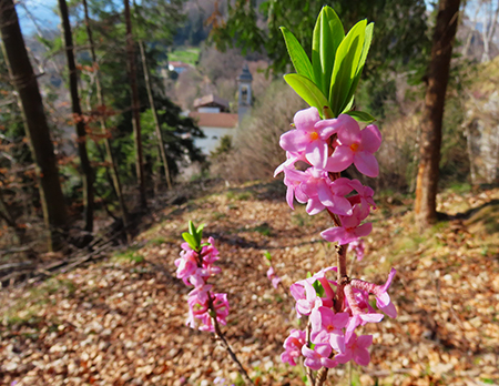 MONTE SUCHELLO (1541 m), fiorito in basso , innevato in alto, da Costa Serina il 19 marzo 2026  - FOTOGALLERY